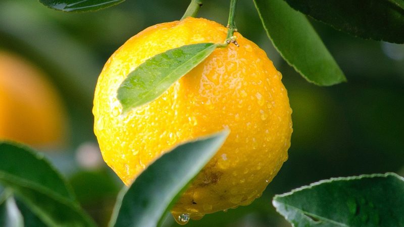 生物检测服务标准分类解析